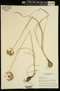 Allium stellatum image