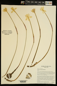 Cooperia drummondii image