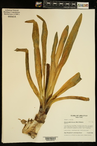 Hymenocallis liriosme image