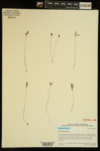 Burmannia biflora image