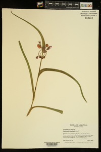 Tradescantia hirsuticaulis image