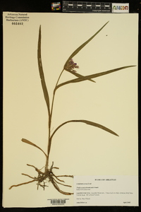 Tradescantia hirsuticaulis image