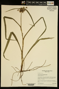 Tradescantia hirsutiflora image