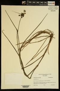 Tradescantia ohiensis image