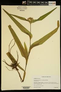 Tradescantia ozarkana image