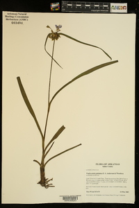 Tradescantia paludosa image