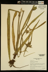 Tradescantia reverchonii image