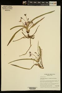 Tradescantia longipes image