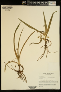 Tradescantia longipes image