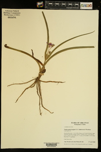 Tradescantia longipes image