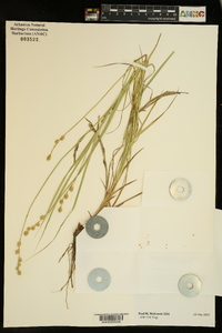 Carex albolutescens image