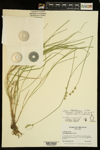 Carex albolutescens image