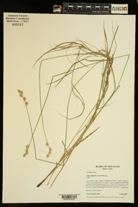 Carex albolutescens image