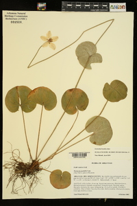 Parnassia asarifolia image