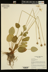 Parnassia grandifolia image