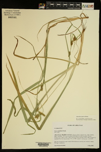 Carex flaccosperma image