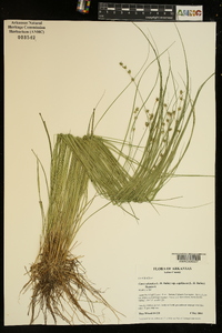 Carex atlantica subsp. capillacea image