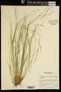 Carex atlantica subsp. capillacea image