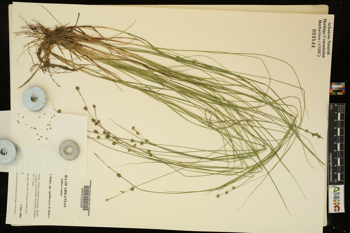 Carex atlantica subsp. capillacea image