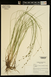 Carex atlantica subsp. capillacea image