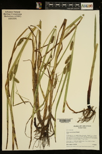 Carex aureolensis image