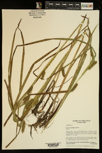 Carex aureolensis image