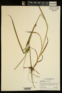 Carex aureolensis image