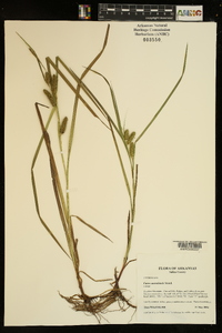 Carex aureolensis image