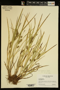 Carex aureolensis image