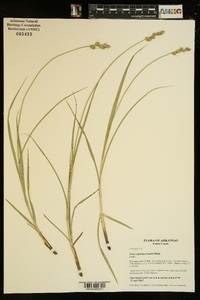 Carex austrina image