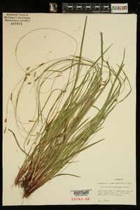 Carex austrocaroliniana image