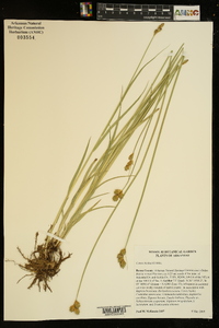 Carex bicknellii image