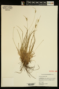 Carex breviculmis image