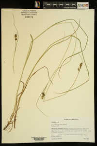 Carex complanata image