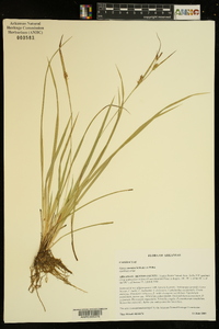 Carex conoidea image