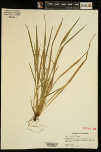 Carex crebriflora image