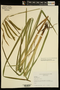 Carex crinita var. brevicrinis image