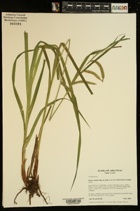 Carex crinita var. brevicrinis image