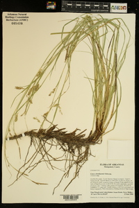 Carex cherokeensis image