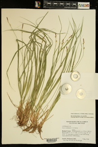 Carex communis var. communis image