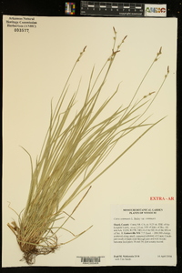 Carex communis var. communis image