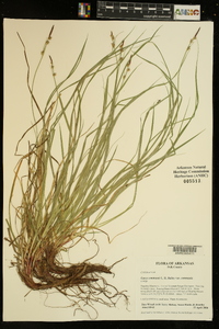 Carex communis var. communis image