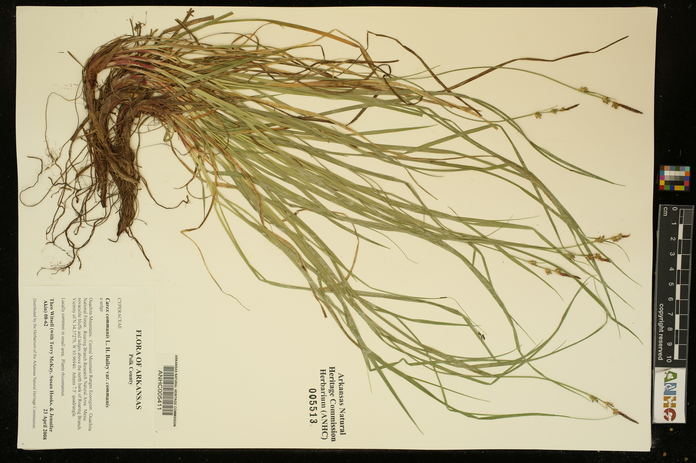 Carex communis var. communis image