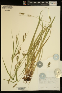 Carex davisii image