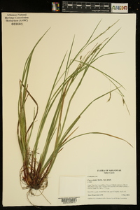 Carex debilis var. debilis image