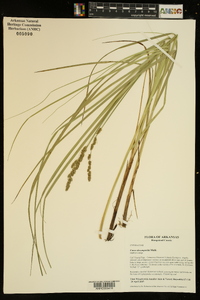 Carex decomposita image