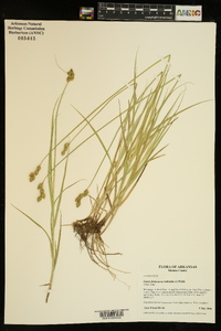 Carex festucacea image