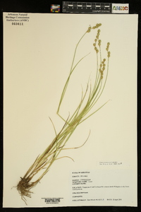 Carex festucacea image