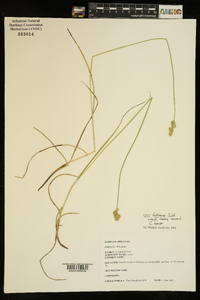 Carex festucacea image