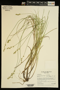 Carex festucacea image